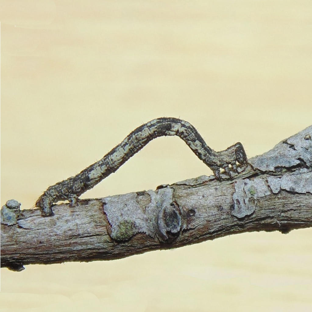 Inchworm Strategy