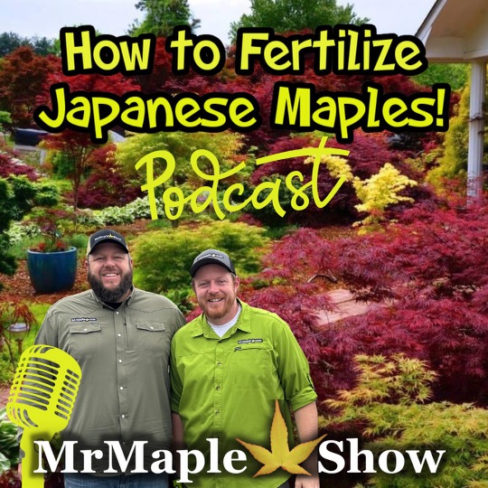 Fertilizing Your Japanese Maple | DIY HOME & GARDEN