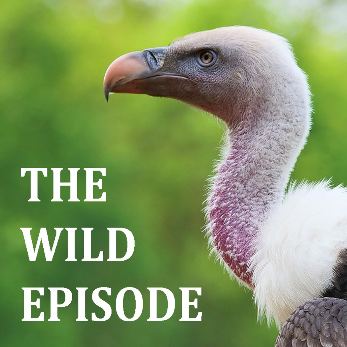 The Wild Episode