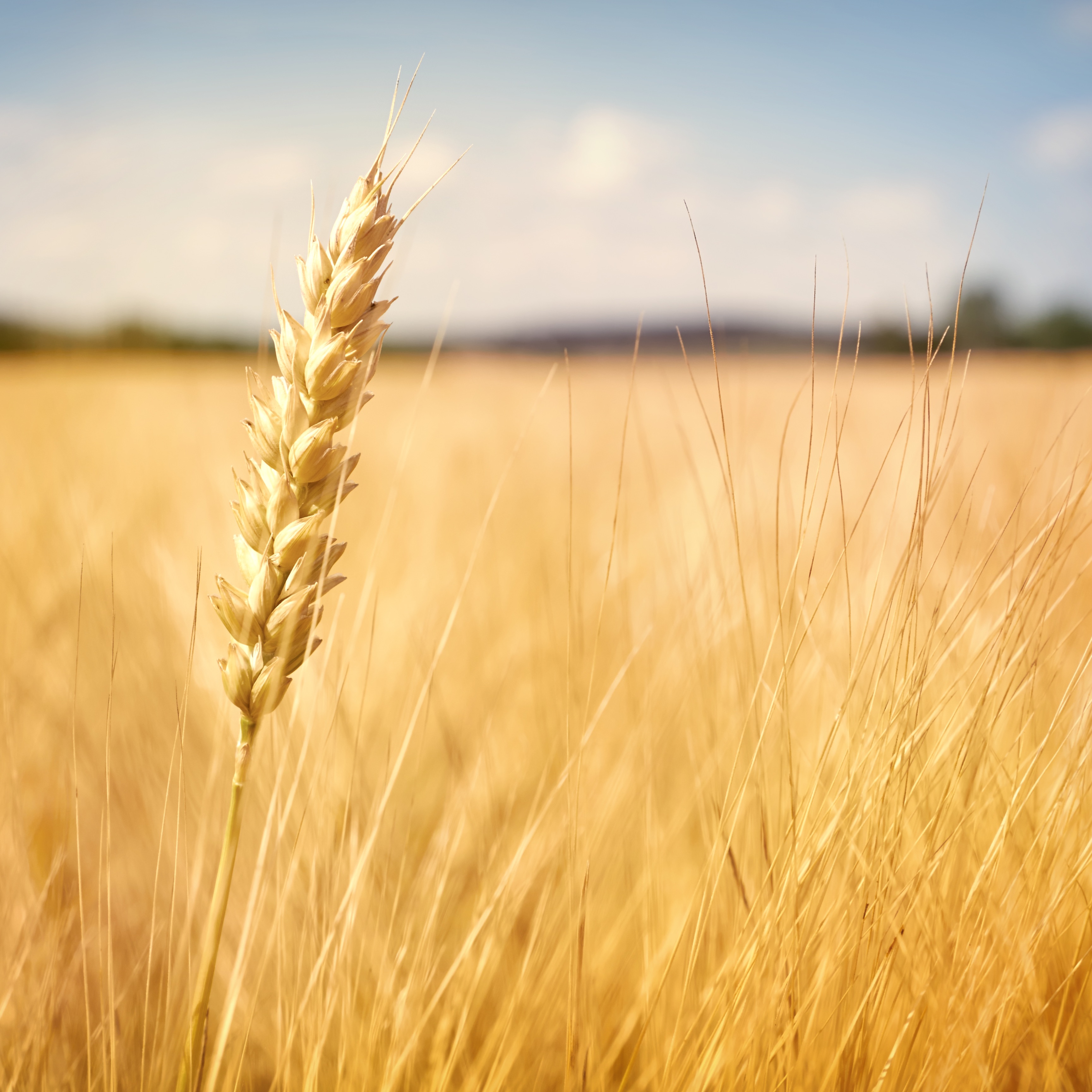 RaboResearch Agri Commodities
