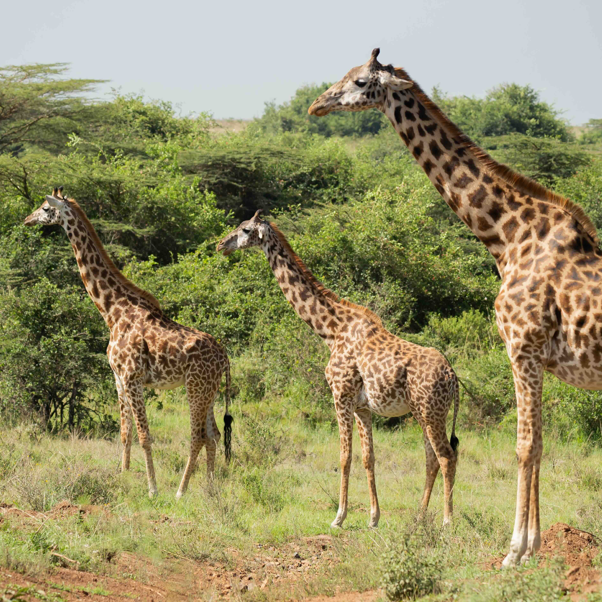 Giraffes in Anti-Gravity Suits