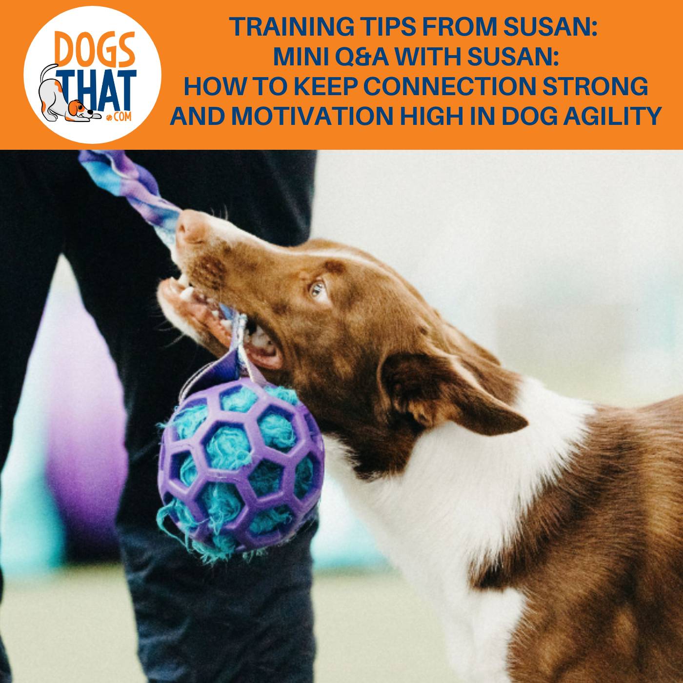 Training Tips From Susan: Mini Q&A With Susan: How To Keep Connection Strong And Motivation High In Dog Agility