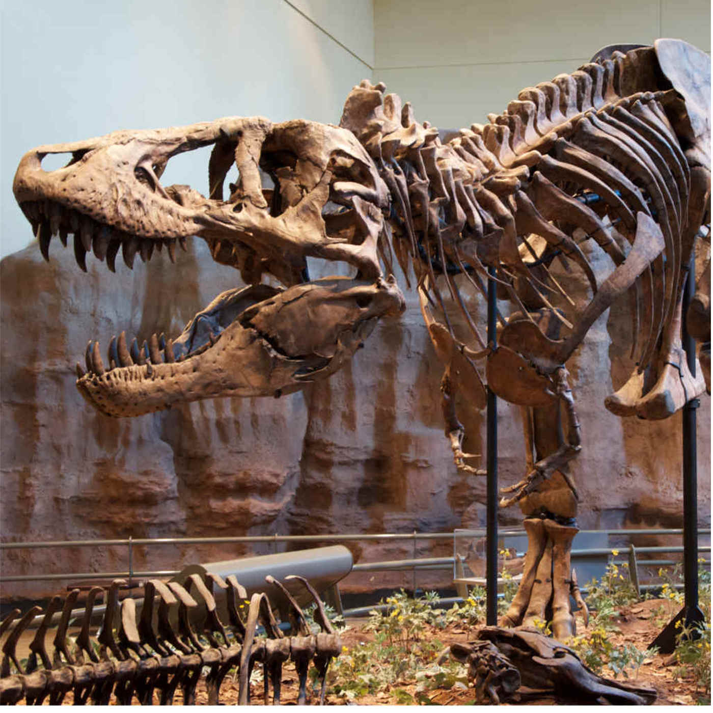 No Long Bacon from T. Rex