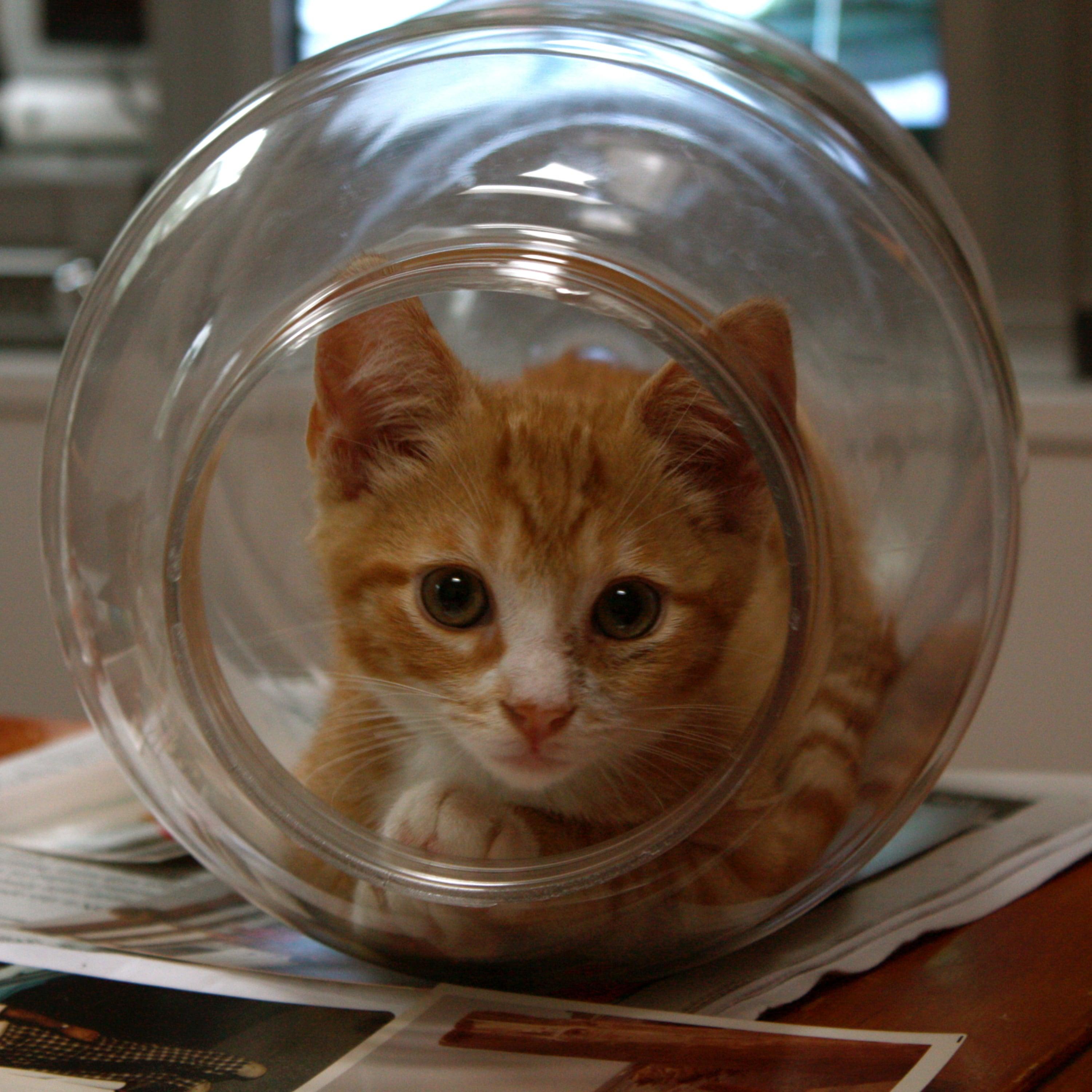 CatsCast 25: The Invention of a Cat