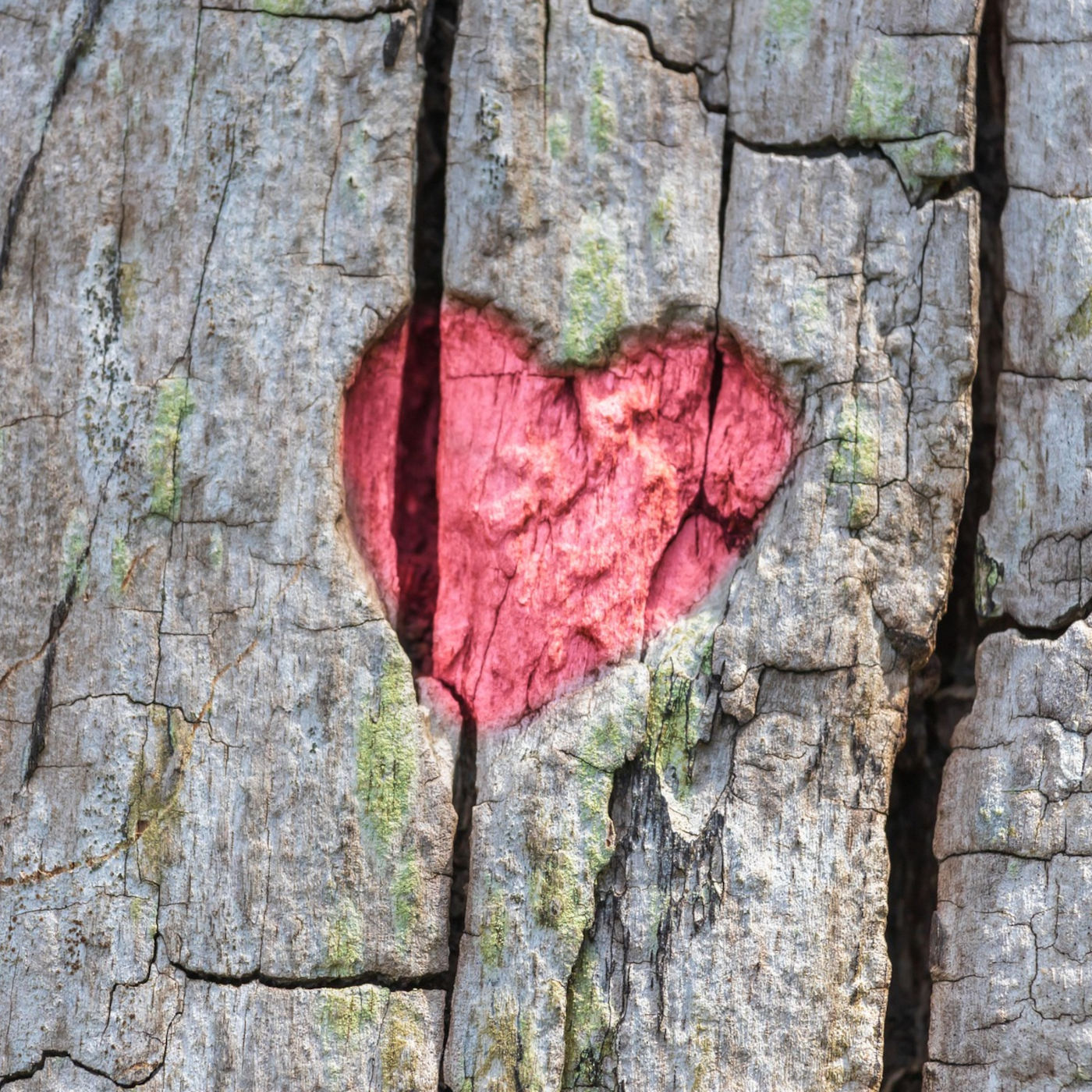 Loving Your Enemies: Extending Metta Does Not Mean Capitulation