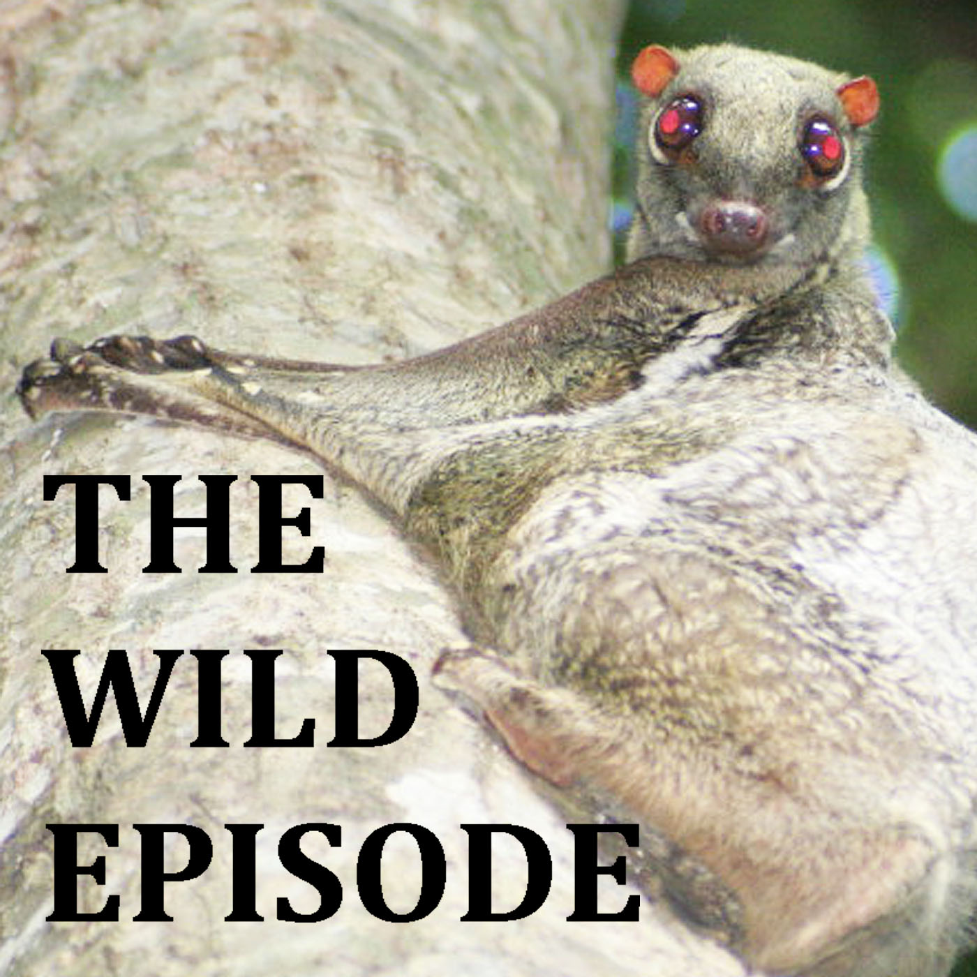 The Wild Episode