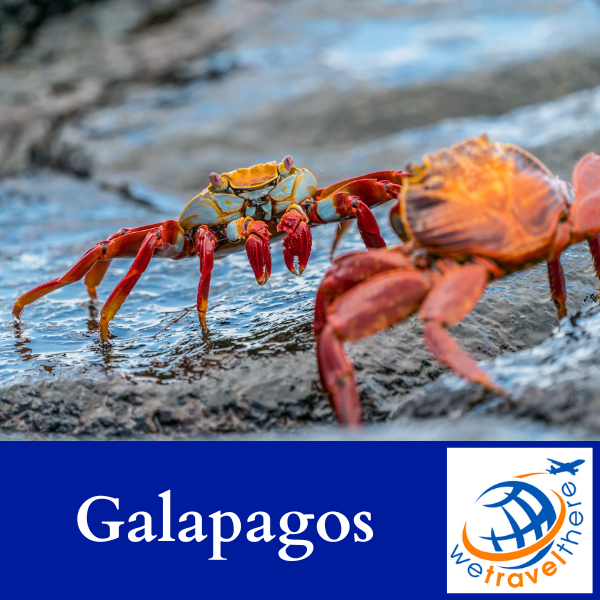 Galapagos Islands | Snorkeling with Penguins, White Sand Beaches & Bird Island