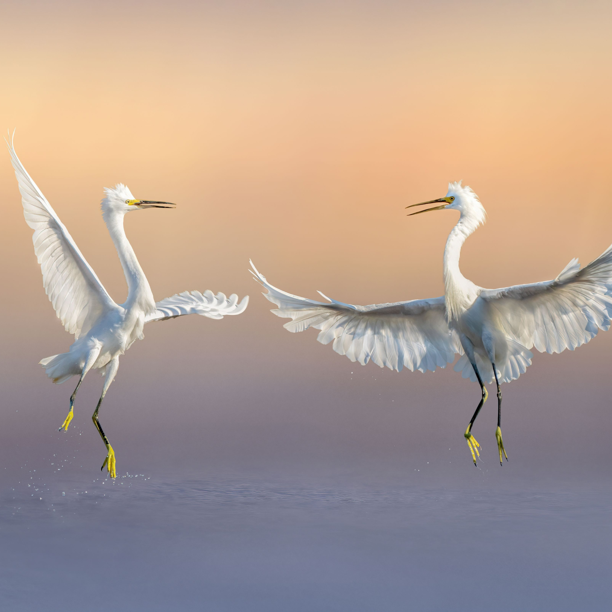 Feathered Pilots
