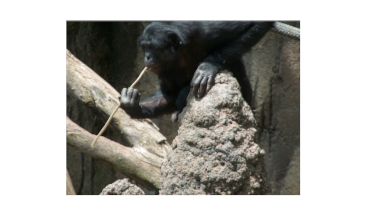 Tool Using Animals