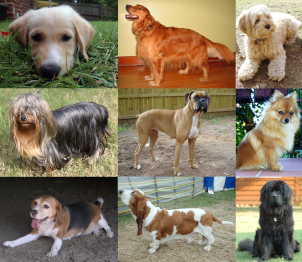 Dogs and Mental Health
