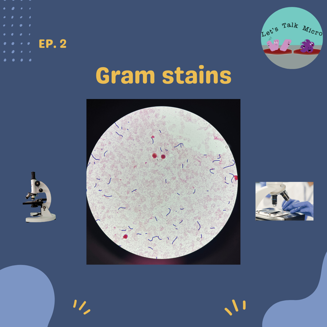Episode 2- Gram stains