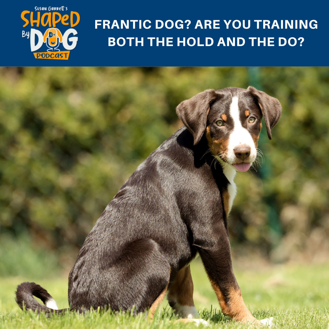 Frantic Dog? Are You Training Both The Hold And The Do? #138