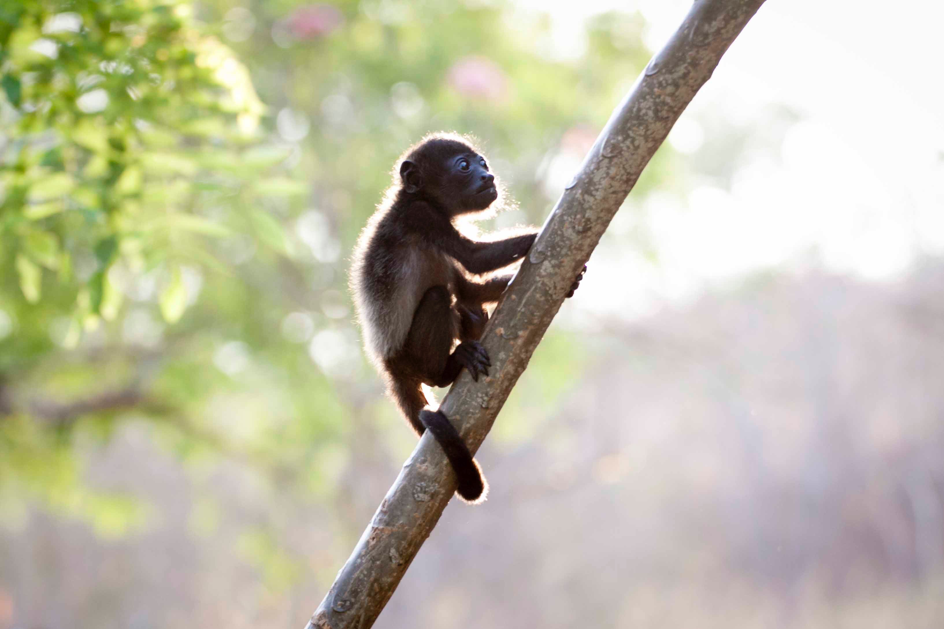 Why the Monkey Still Has a Tail - A Brazilian Folktale