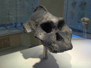 New Studies on Ape People