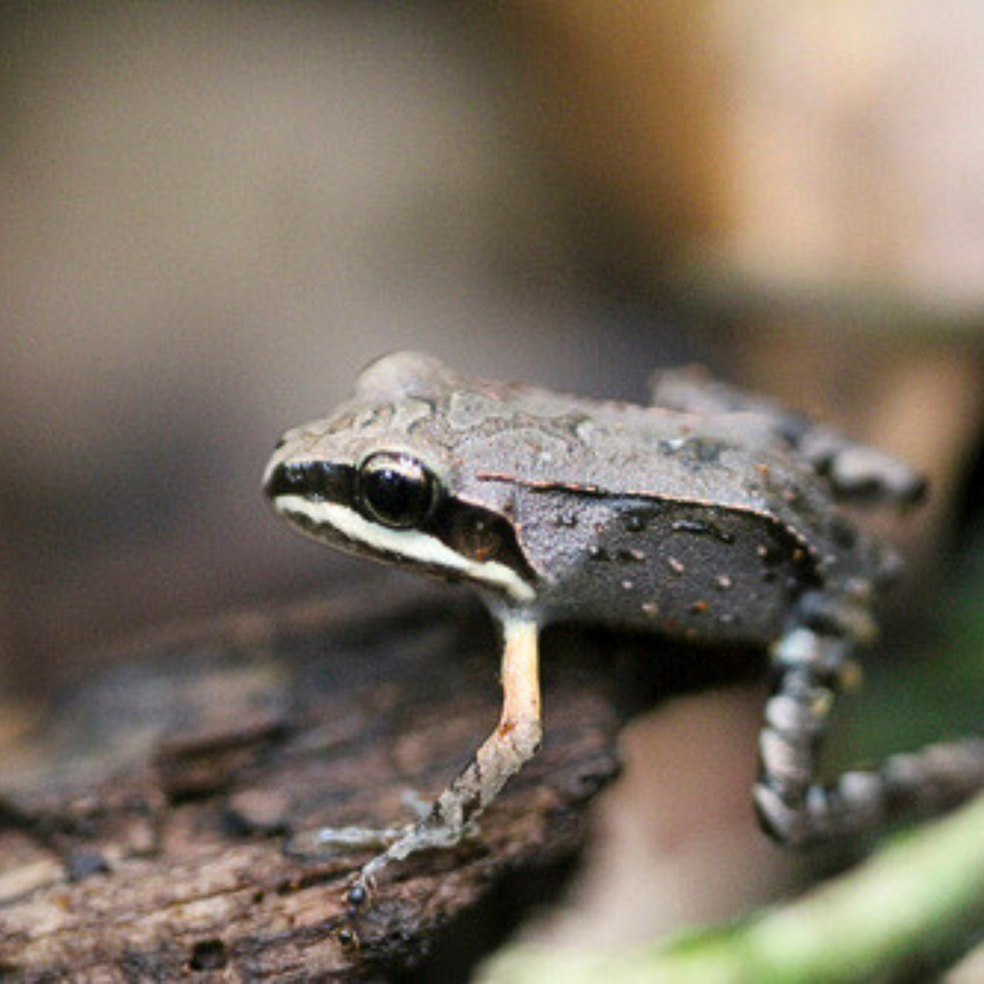 Seismic Frogs