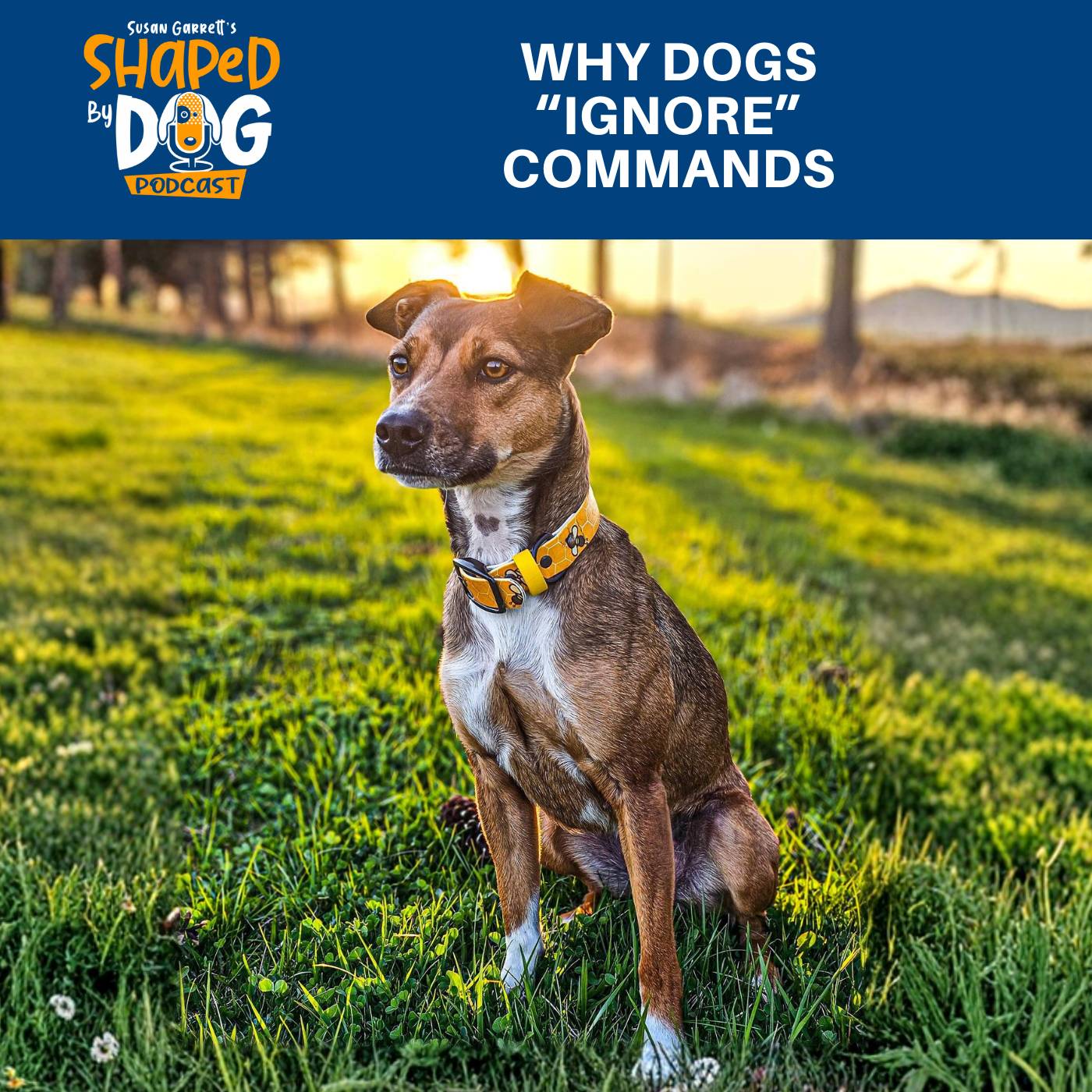 Why Dogs "Ignore" Commands #323