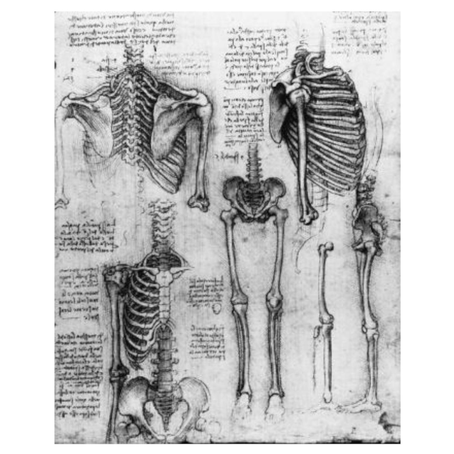 The Bare Bone Facts