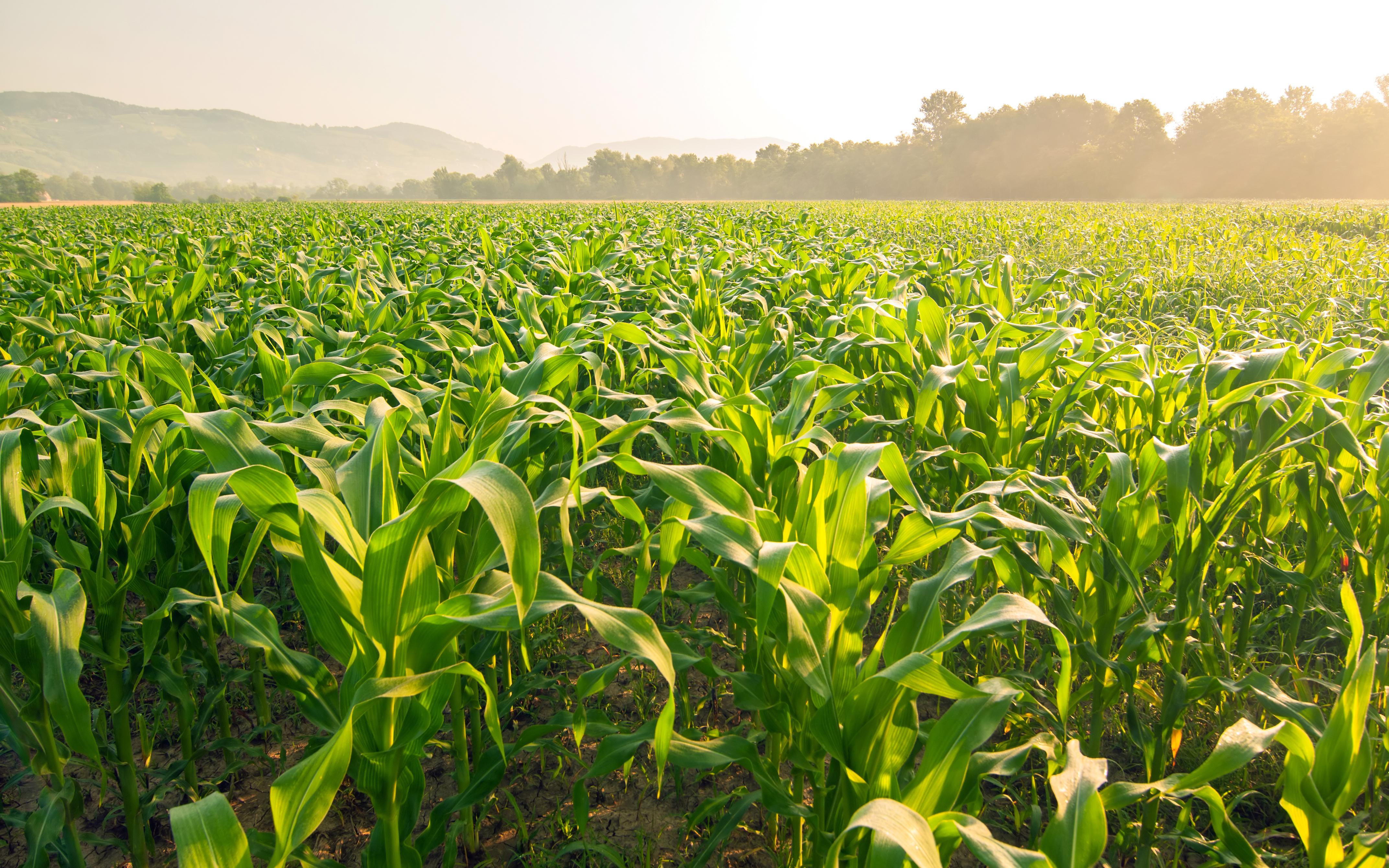 RaboResearch Agri Commodities