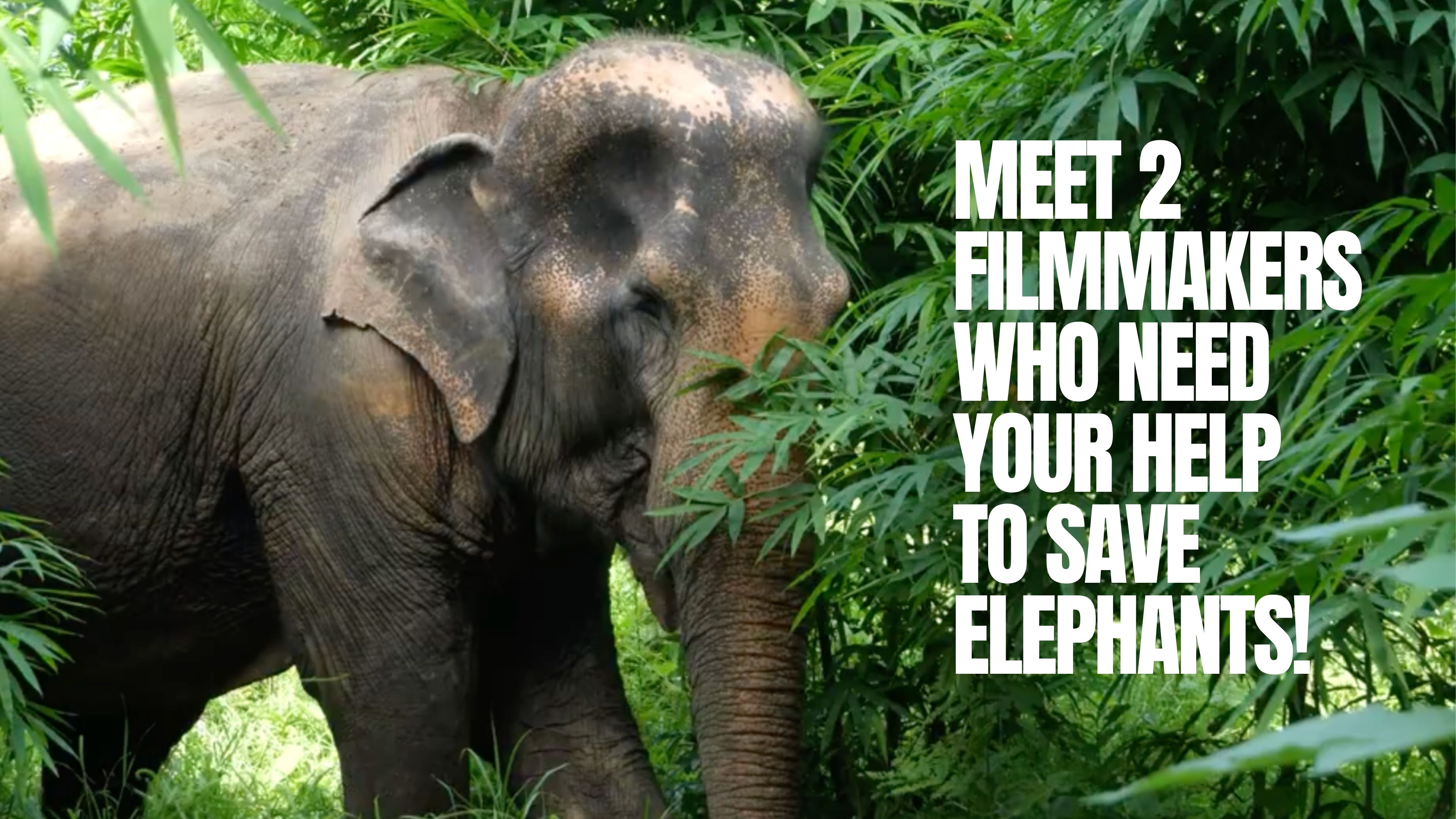 UnchainedTV: Let's Save Some Elephants NOW!