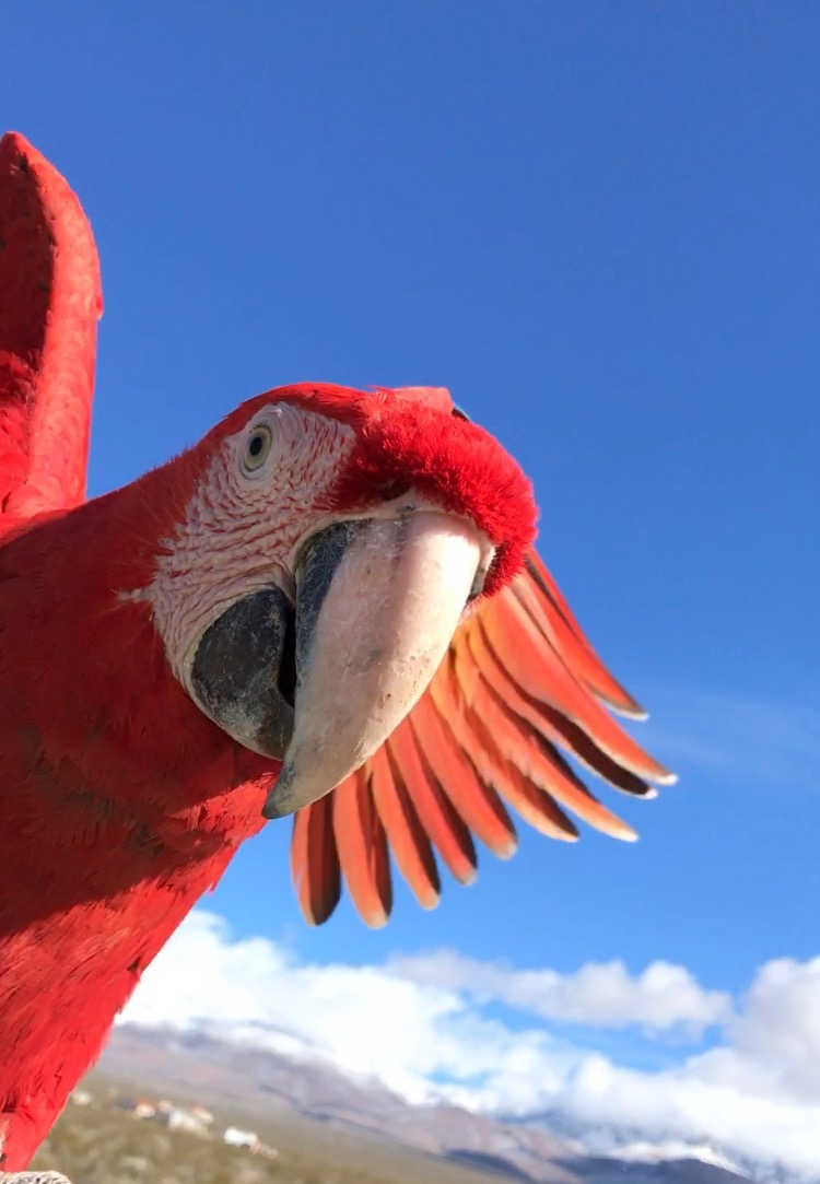 CO 133 Bird Madam Heidi Fleiss CO 133 Bird Madam Heidi Fleiss