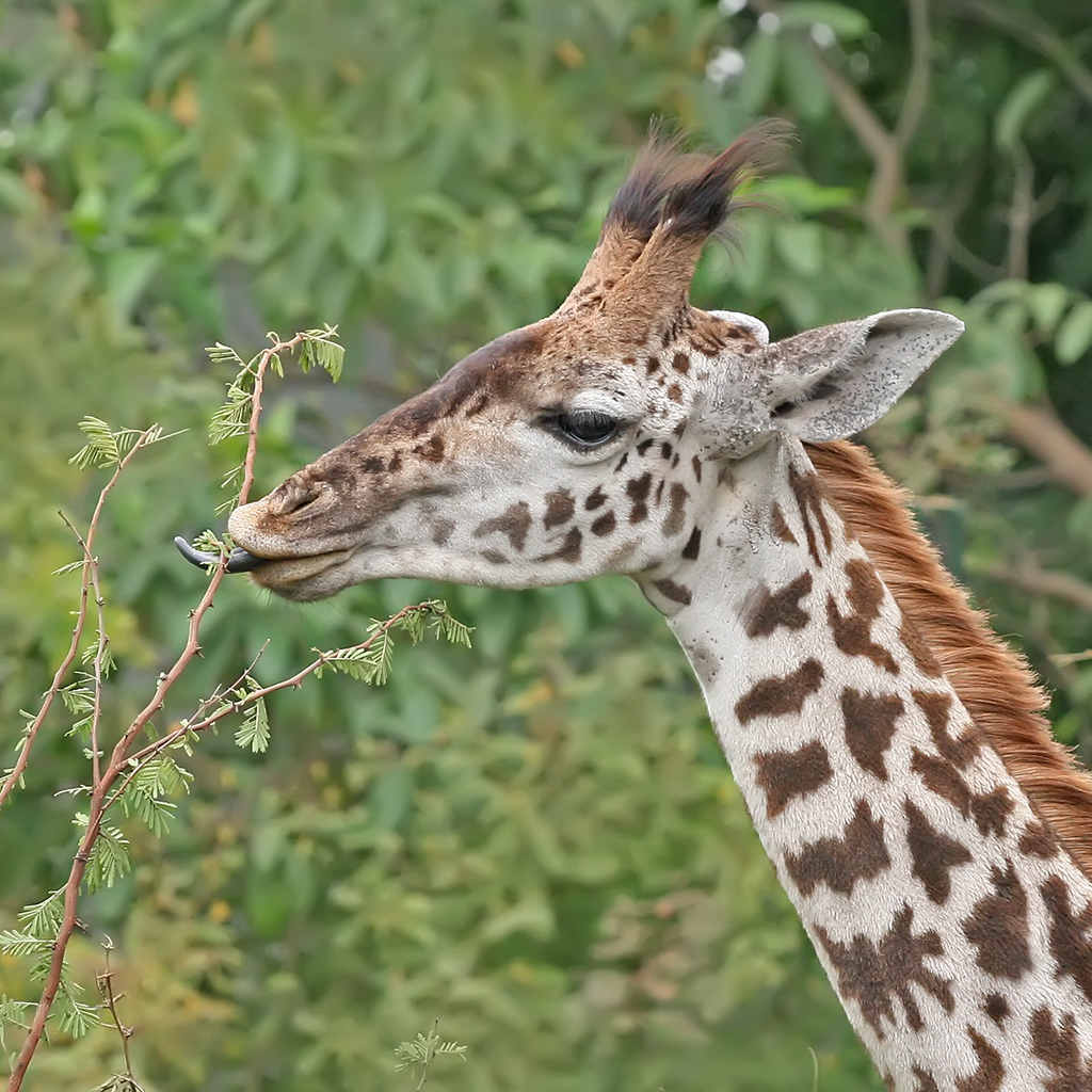 The Giraffe Just So