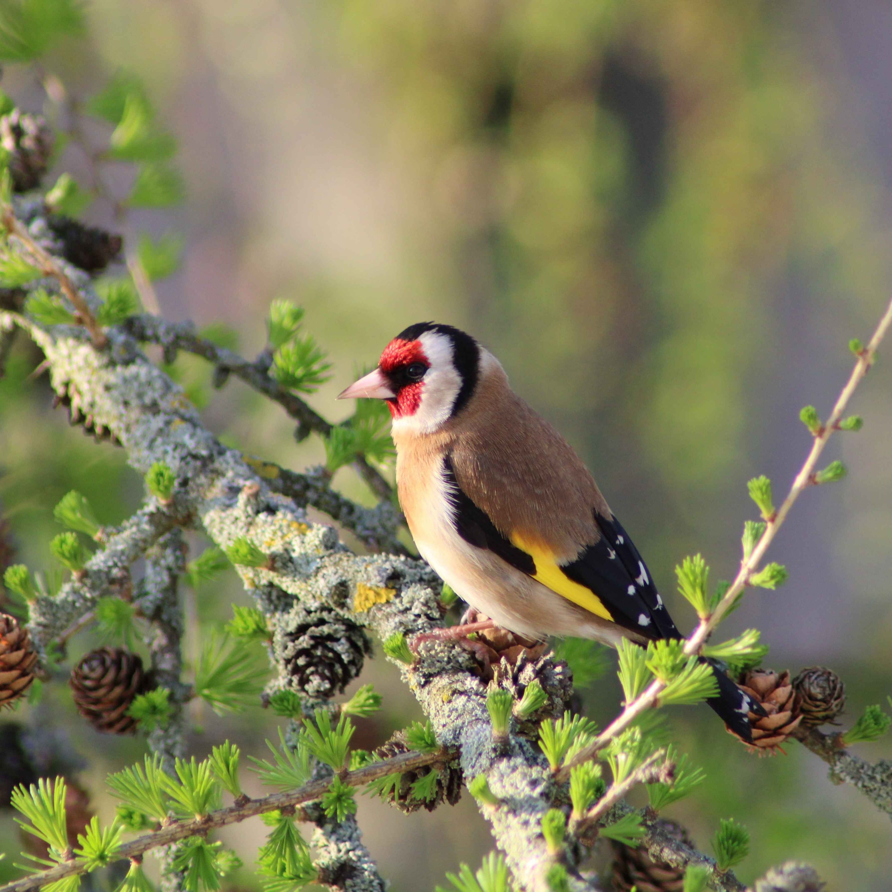 Birds Chirping - Relaxing Nature Sound Atmospheres, Bird Song, Forest Sounds For Stress Relief