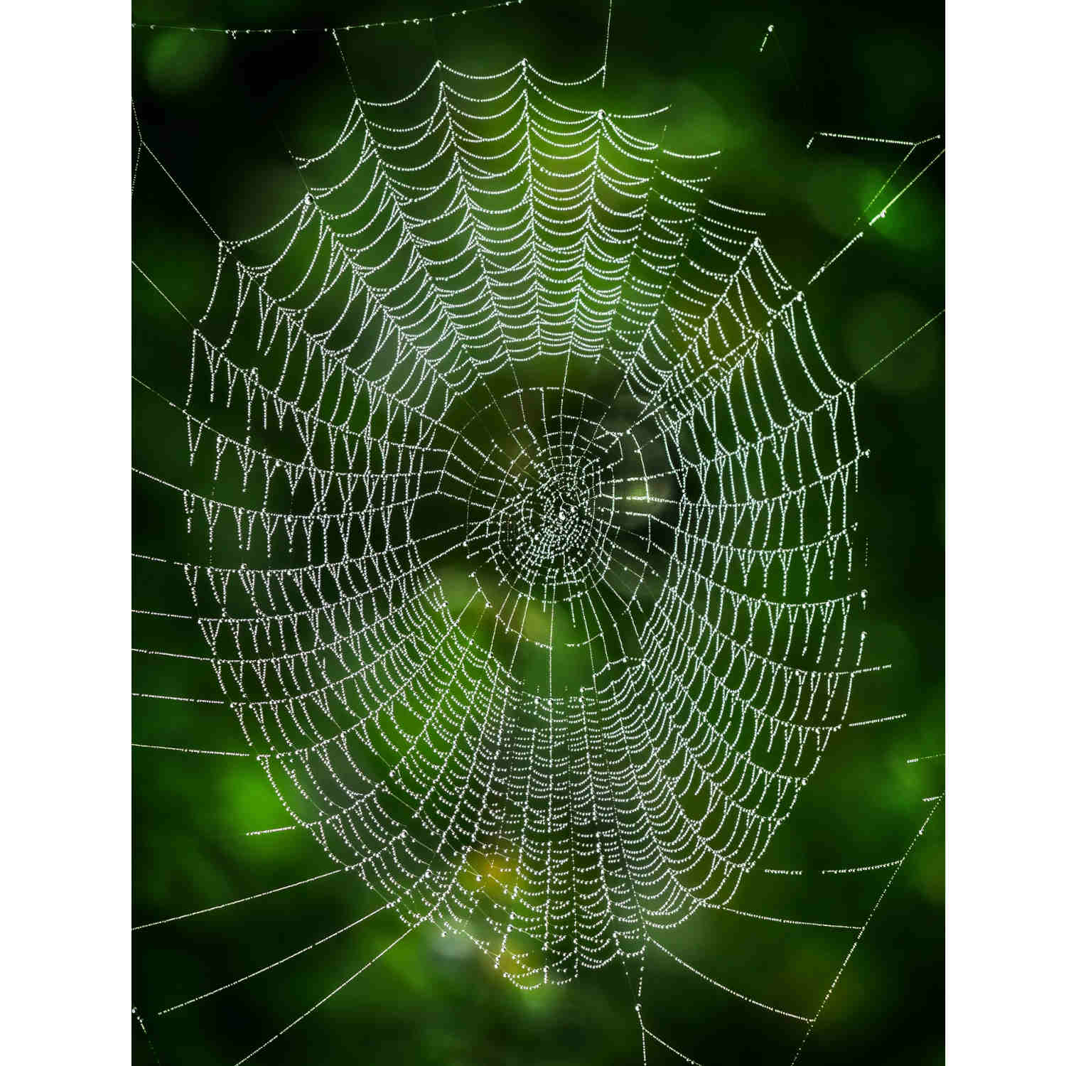 Bullet-Proof Spiders