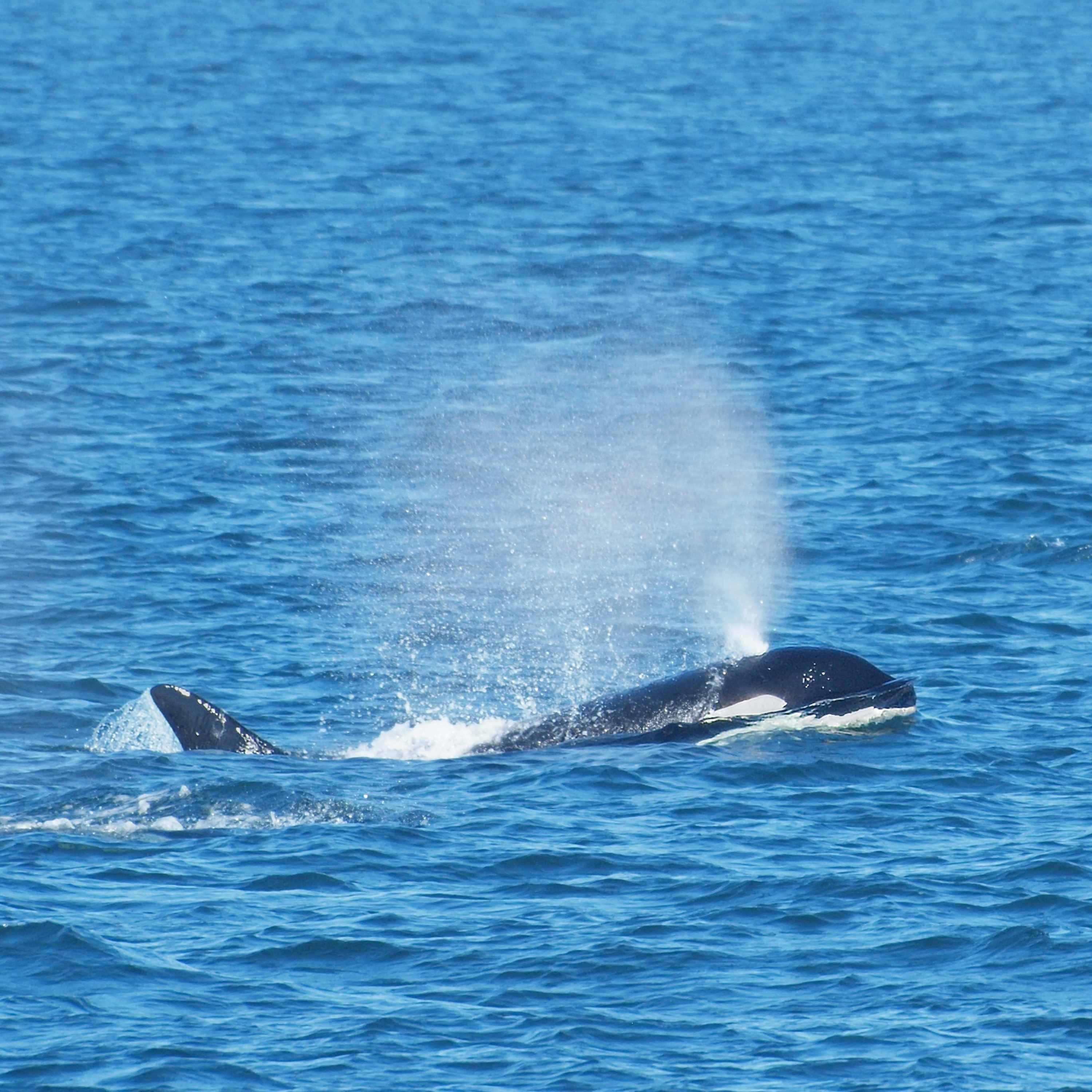 SoT 259: That's His Blowhole!