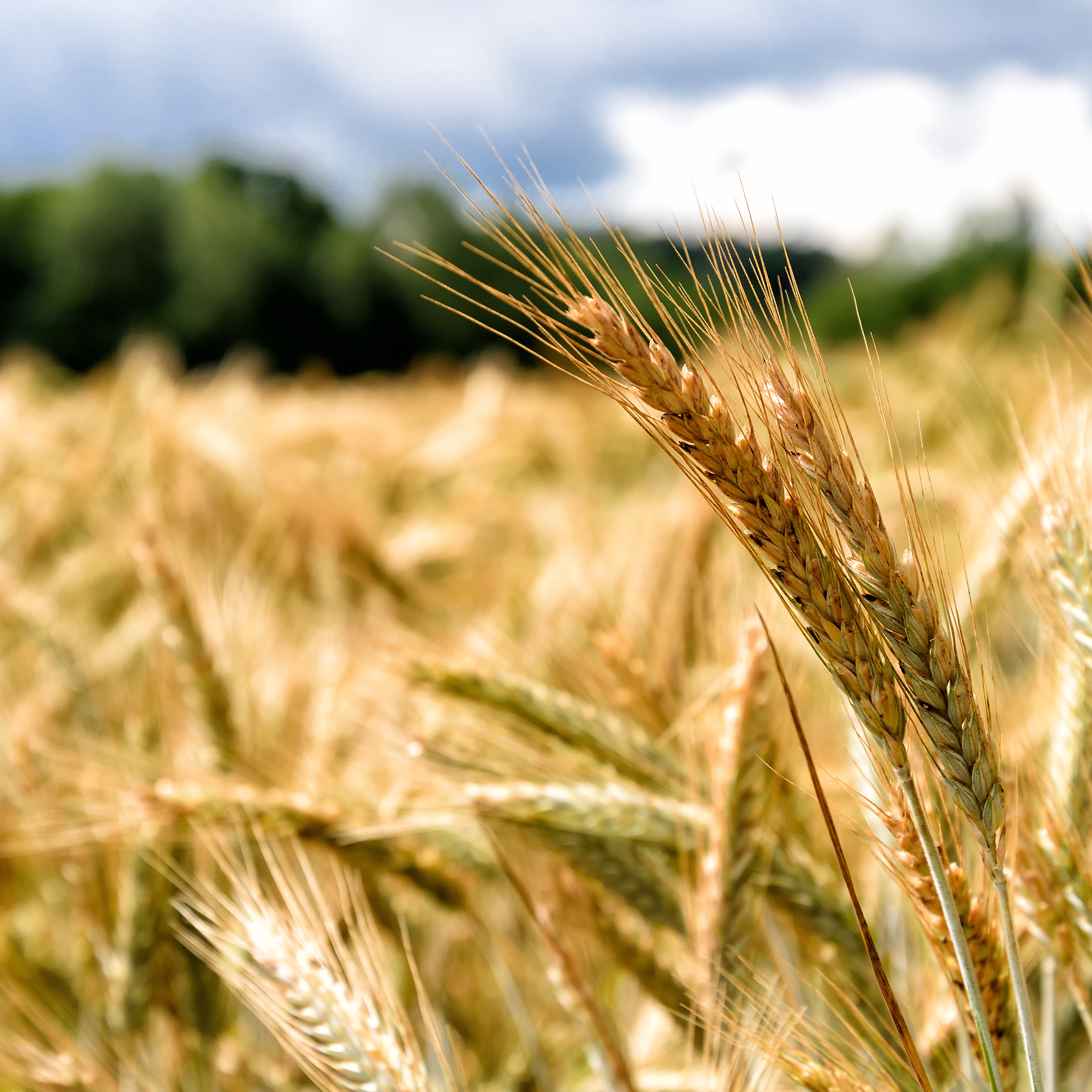 RaboResearch Agri Commodities
