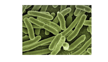 The Personality of Bacteria