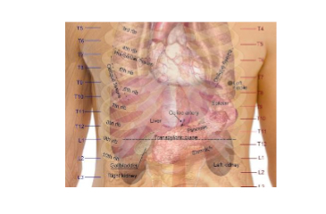 Your Busy Liver