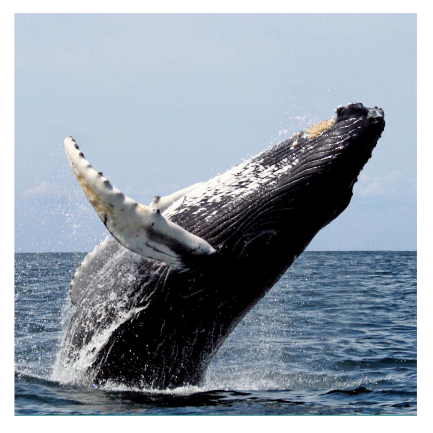 When the Whale Lost Its Teeth