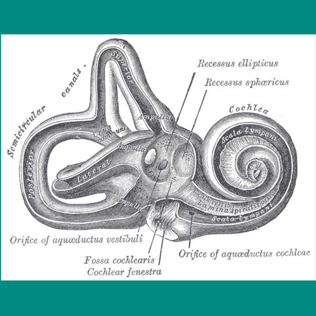 The Talking Ear