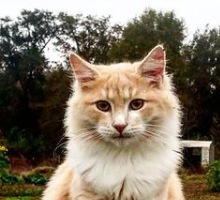 Homesteading on the Good View Quarter with Ben Pangie
