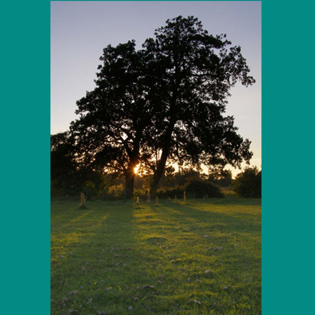 Amazing Alders