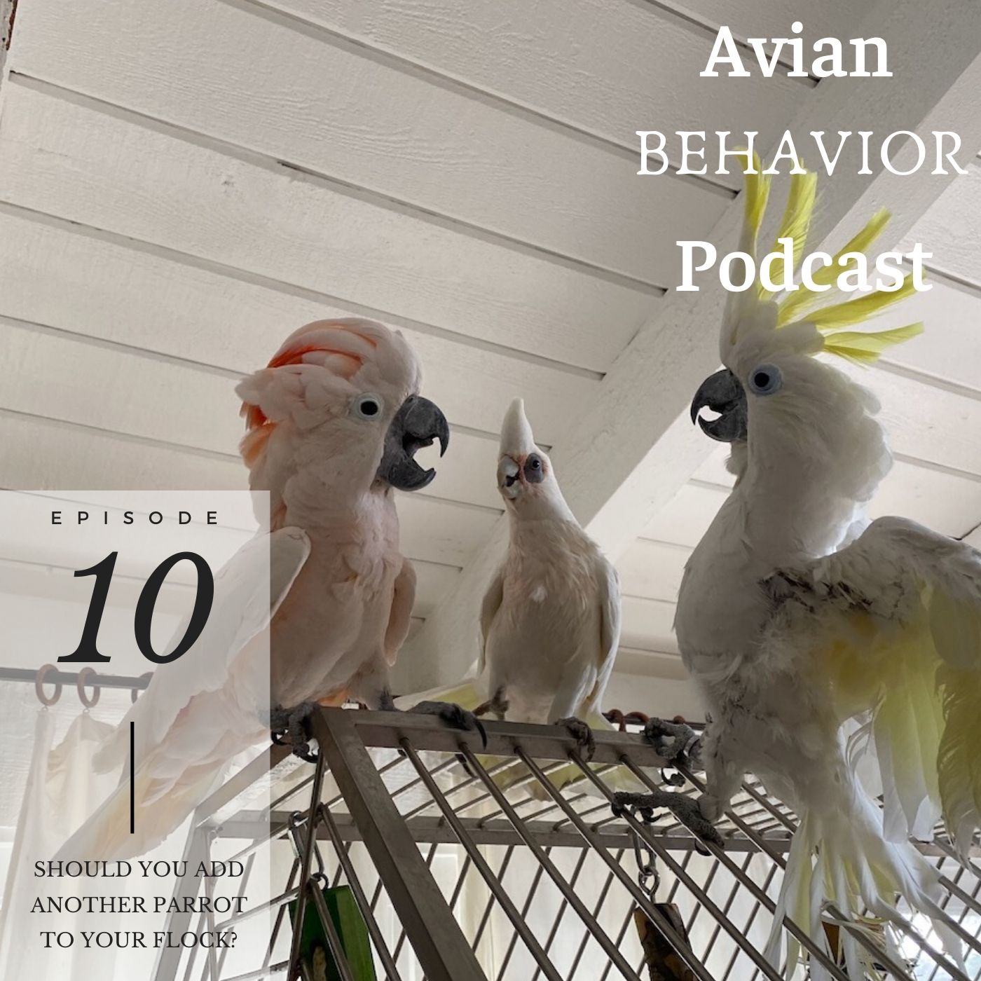 The Avian Behavior Podcast