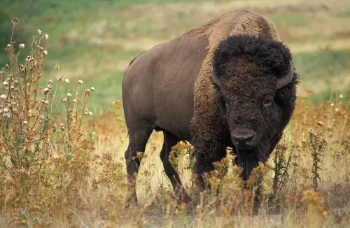 DID THEODORE ROOSEVELT SAVE THE BISON? SPECIAL RELEASE