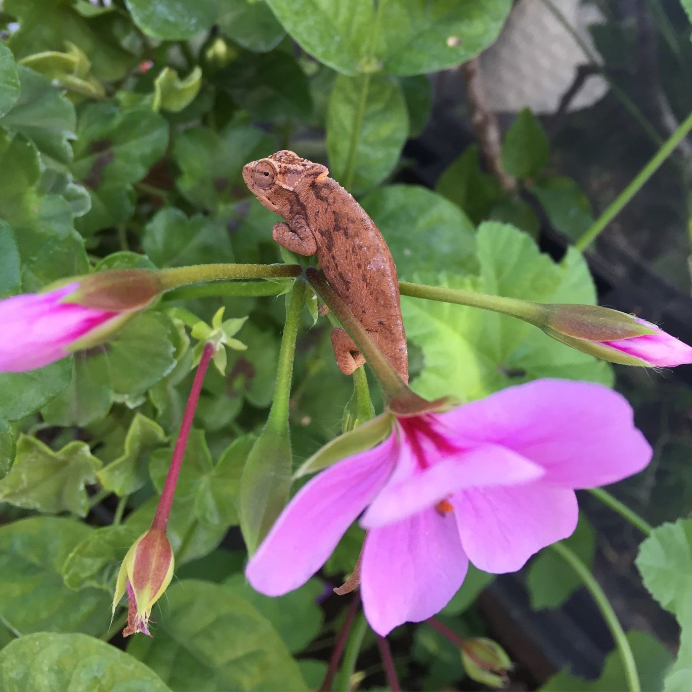Cage Size For Hatchling Chameleons