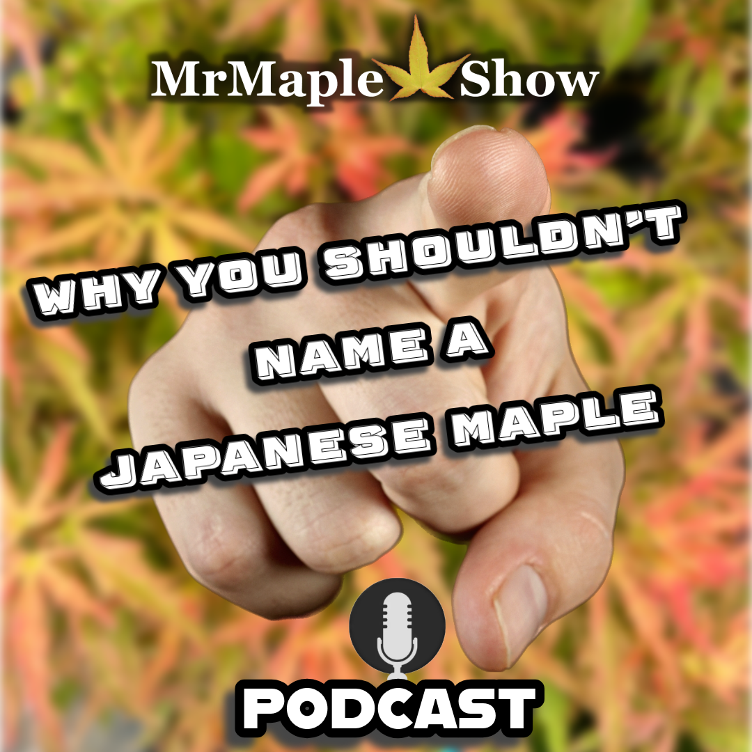 MrMaple Show