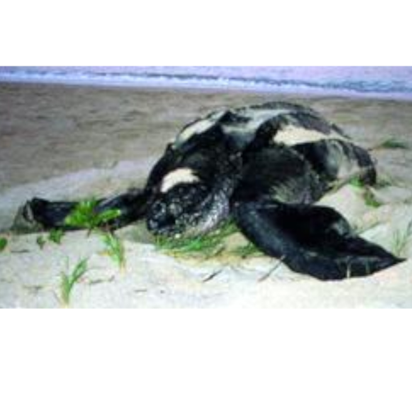 The Deep Diving Leatherback
