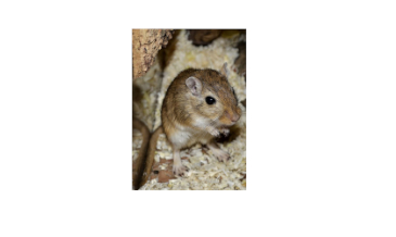 How to Talk Gerbil