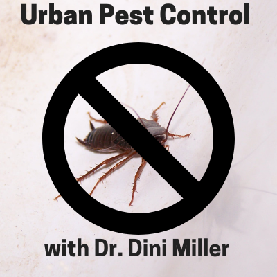 BedBug Slayer - Dr. Dini Miller talks urban pest management