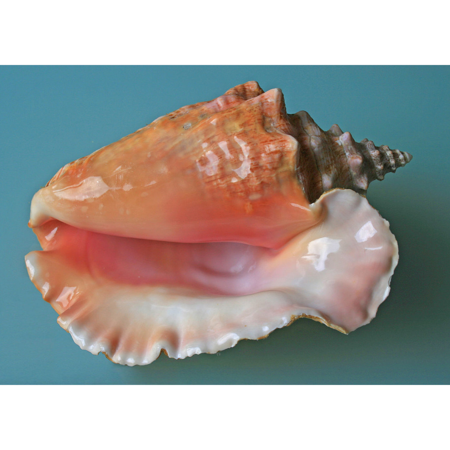 Conchs In Space!