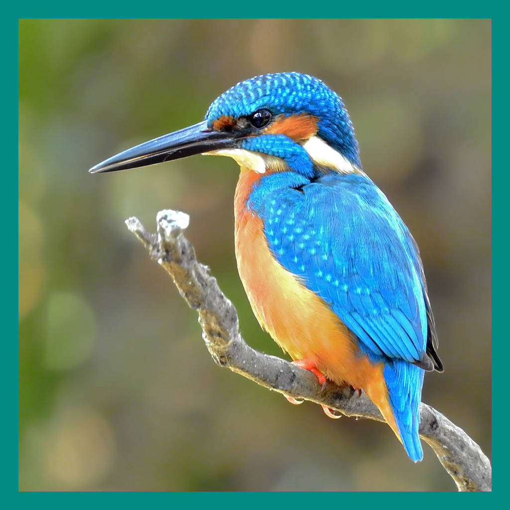 Kingfishers and Kookaburras