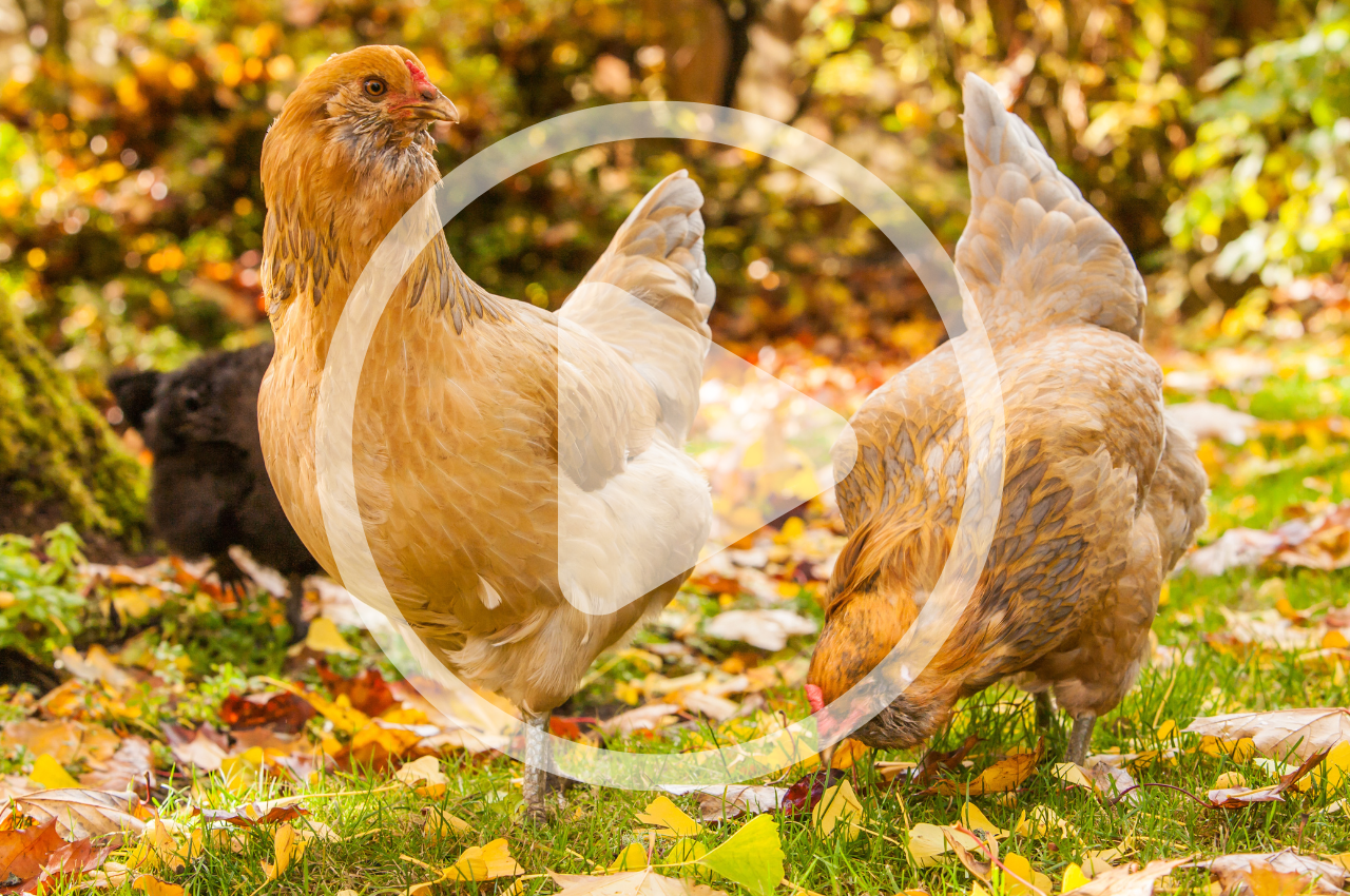 Preparing Your Chickens for Autumn