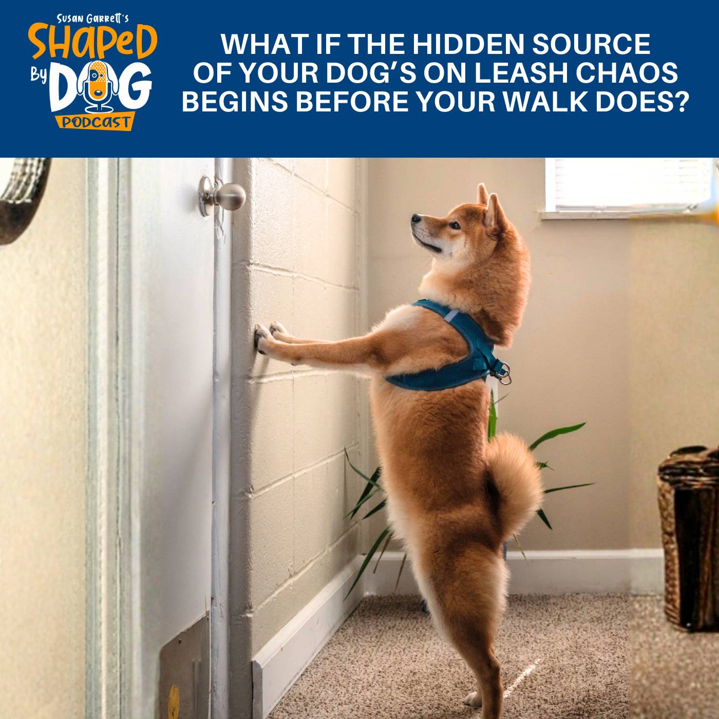 What If The Hidden Source Of Your Dog's On Leash Chaos Begins BEFORE Your Walk Does? #318