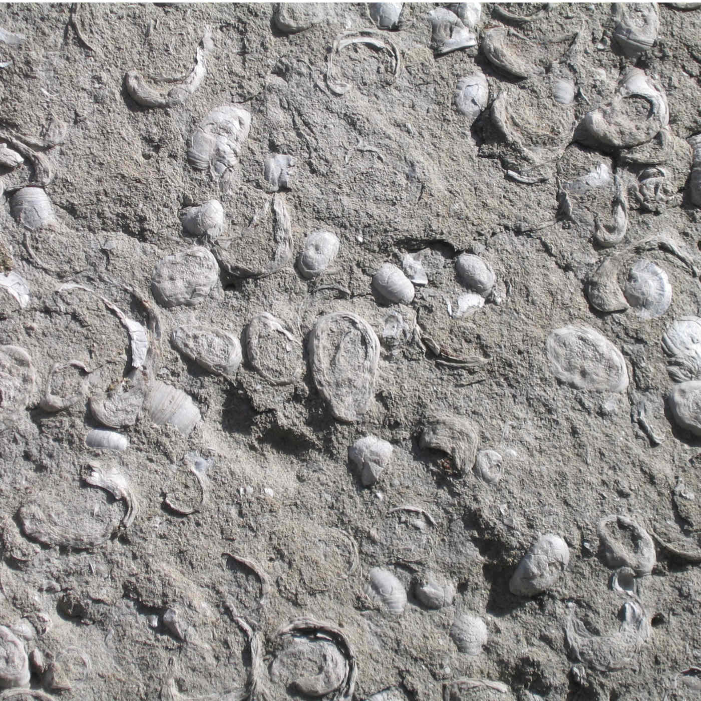 The Story with the Fossils