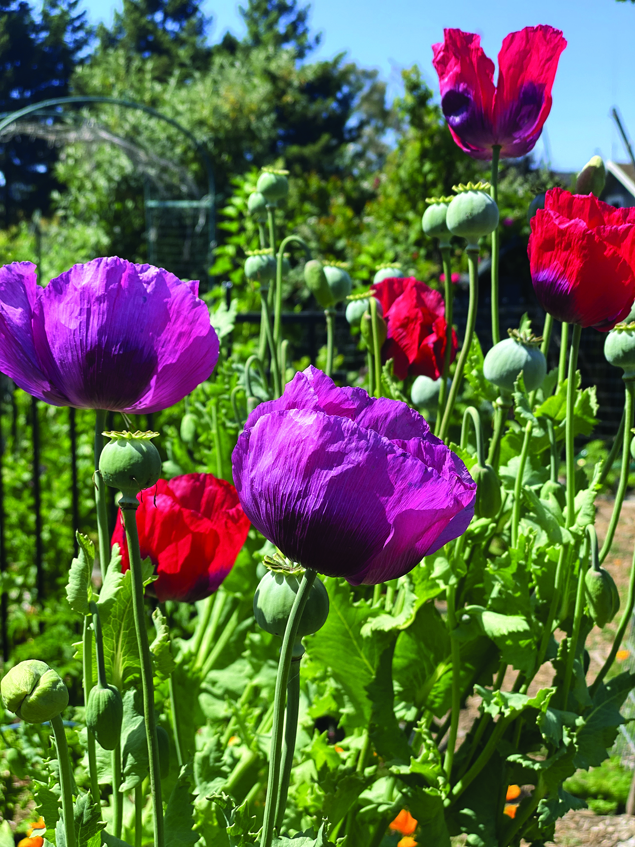 Audio Article: Journey to Eden