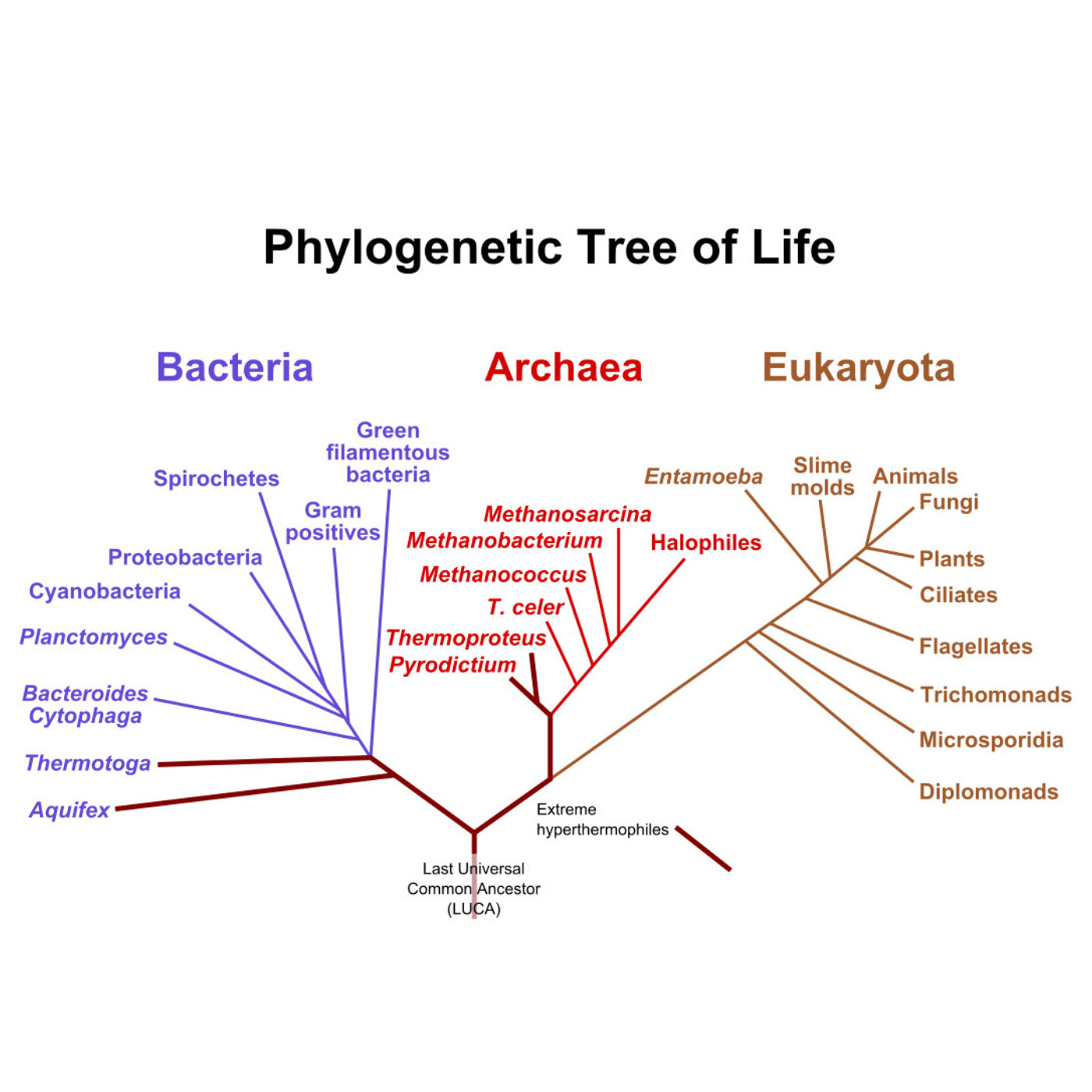 Ancient Understanding