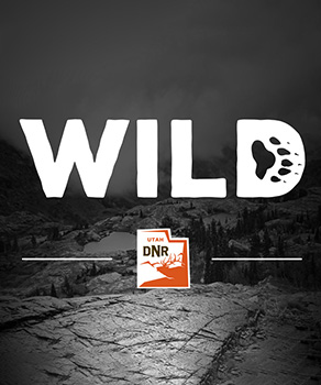 Ep. 64: Frogs, lizards and snakes, oh my!